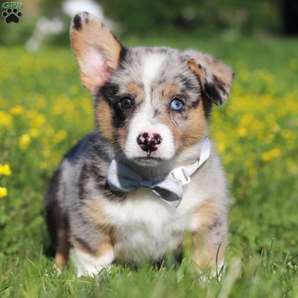 Forrest, Pembroke Welsh Corgi Puppy